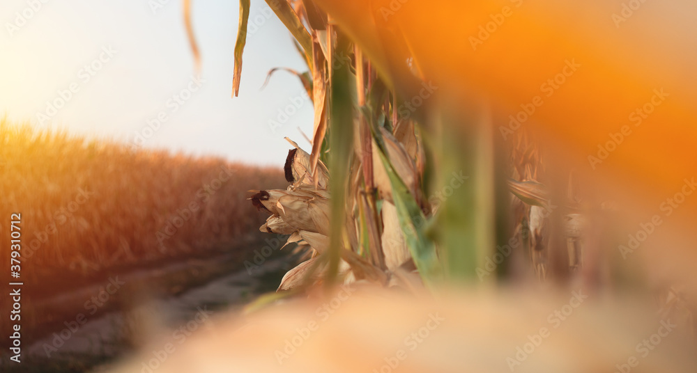 Corn on a cornfield in the evening at sunset