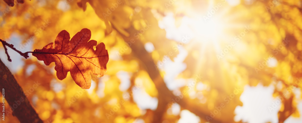 red maple leaves in autumn with beautiful sunlight