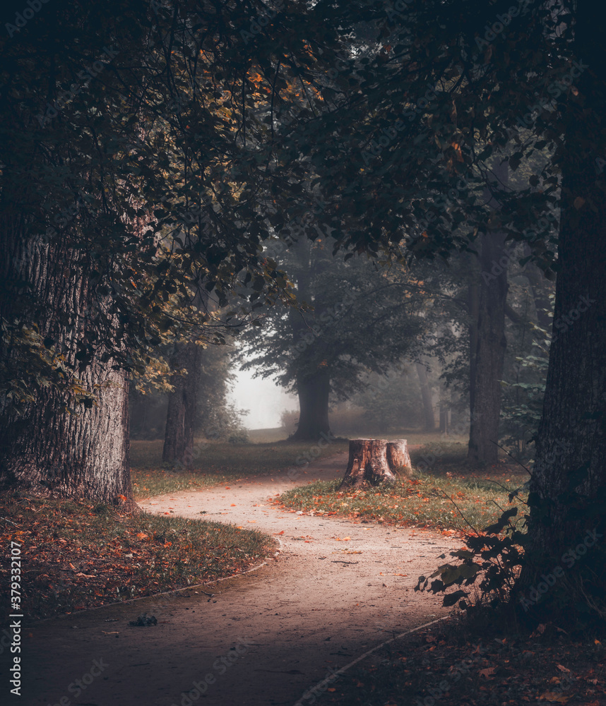 path trough the magic forest