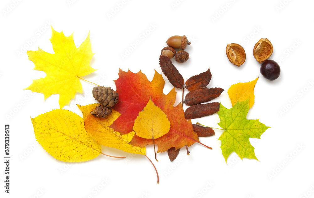 Autumn composition. Colorful leaves isolated on white