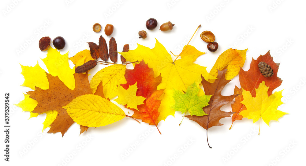 Autumn composition. Colorful leaves isolated on white