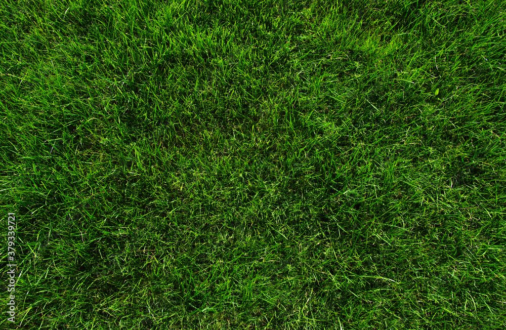 Background of a green grass.