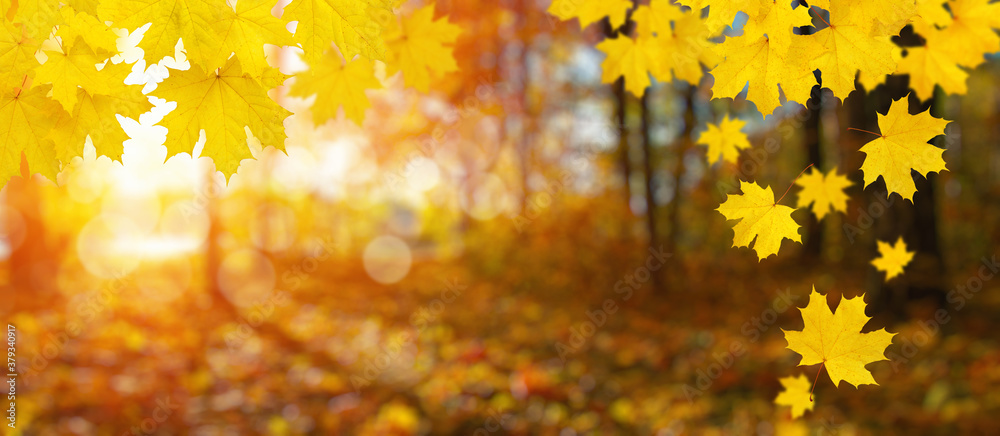 autumn background with maple leaves