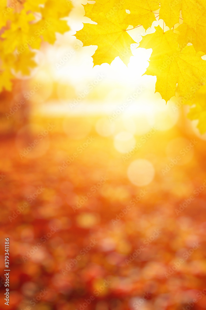  Fall blurred background.