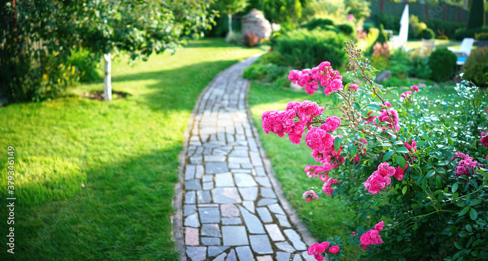 Beautiful manicured green mown lawn on household plot, pink rose Bush varieties Excelsa and stone pa