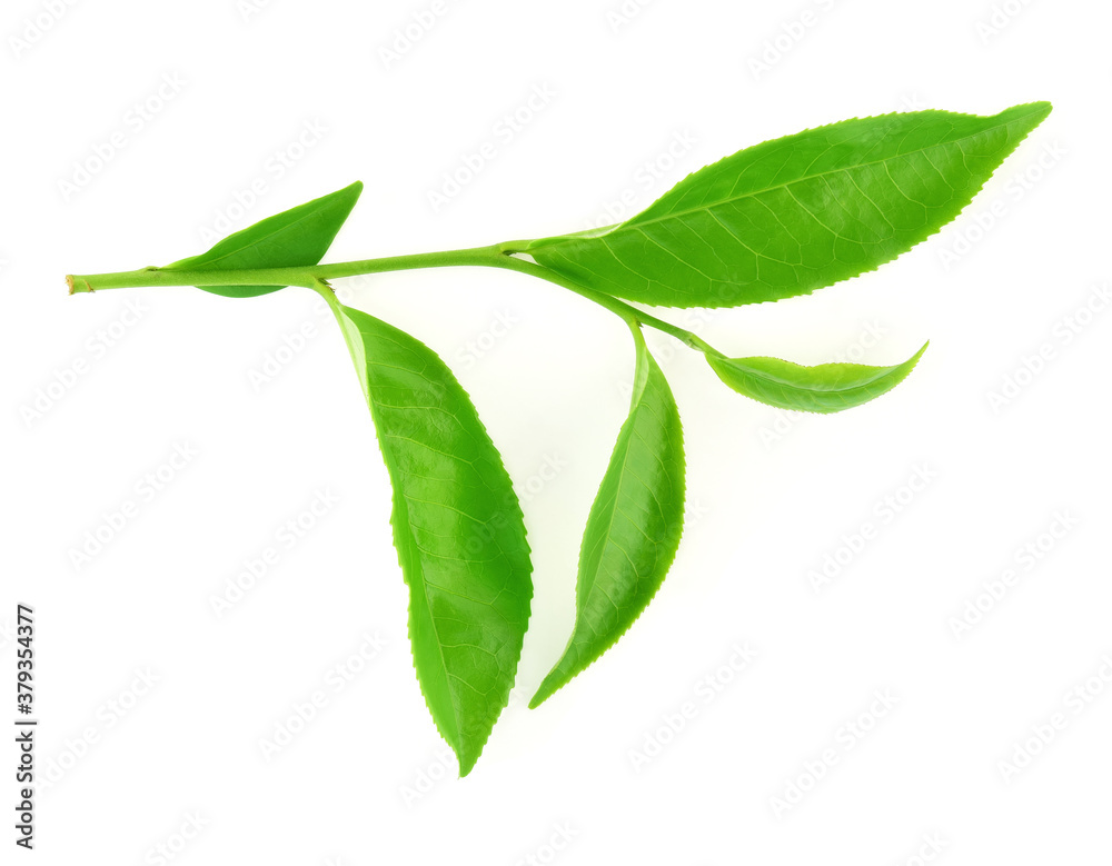 Green tea leaf isolated on white background