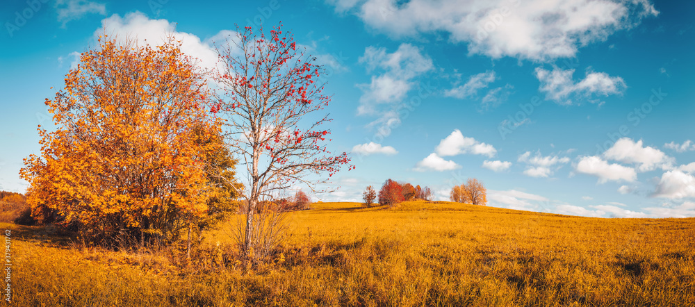 trees on the field in autumn on beautiful sunny day