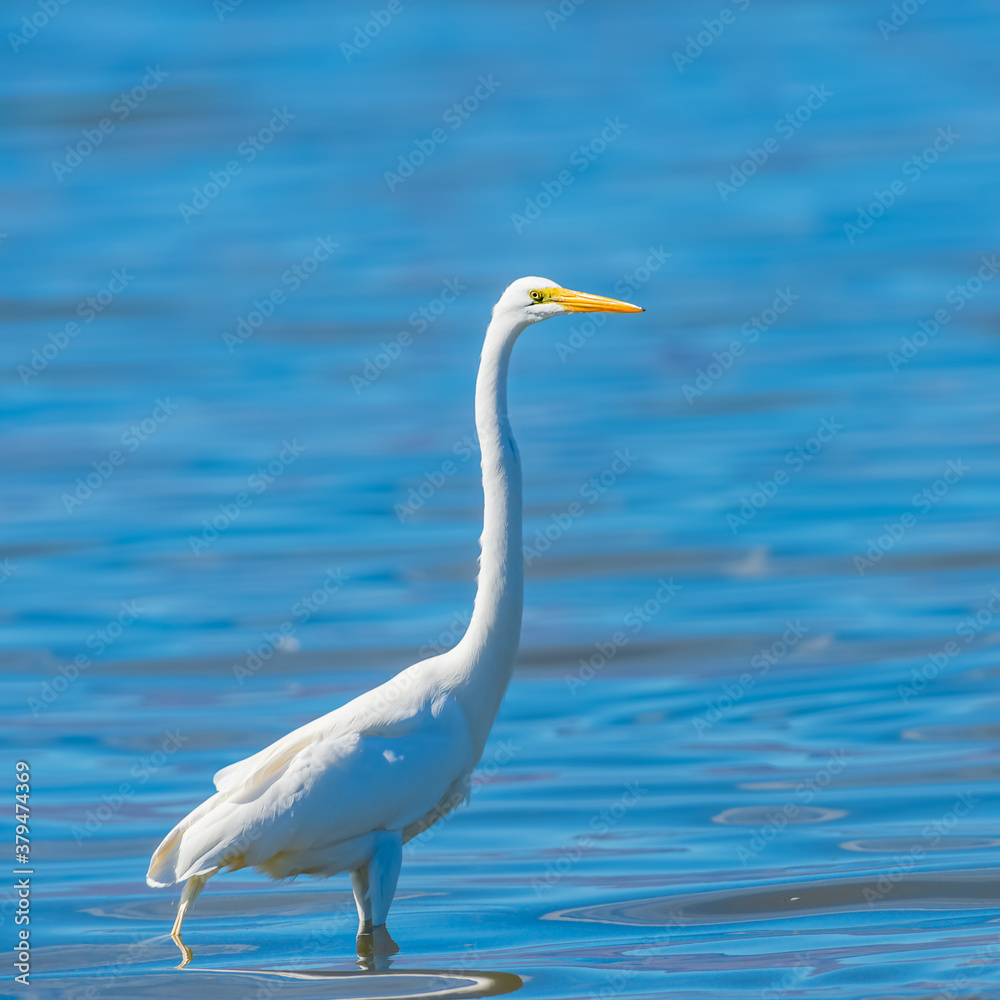 Great Egret posing erect with Salton Sea waters in background.California.USA