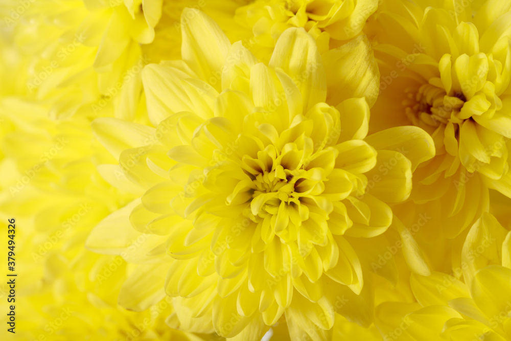 Floral background or greeting card with yellow chrysanthemum flowers