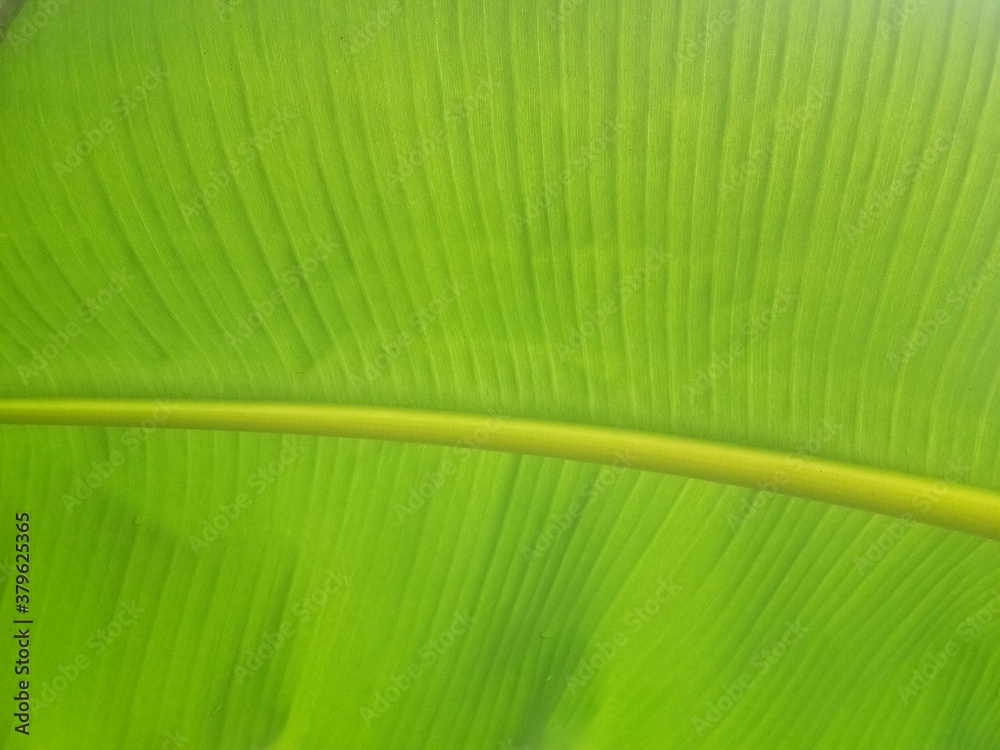 Banana leaf texture background in the green style