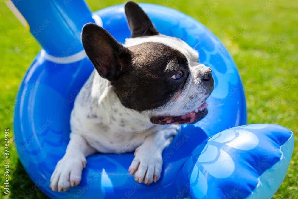 French bulldog resting on an inflatable wheel at the garden