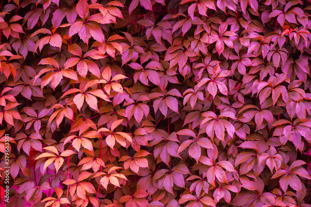 Texture of ivy leaves toned in pink color. Gardening background