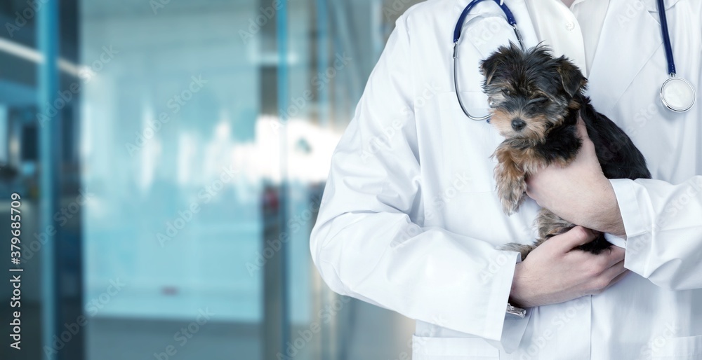 Small cute dog examined at the veterinary doctor