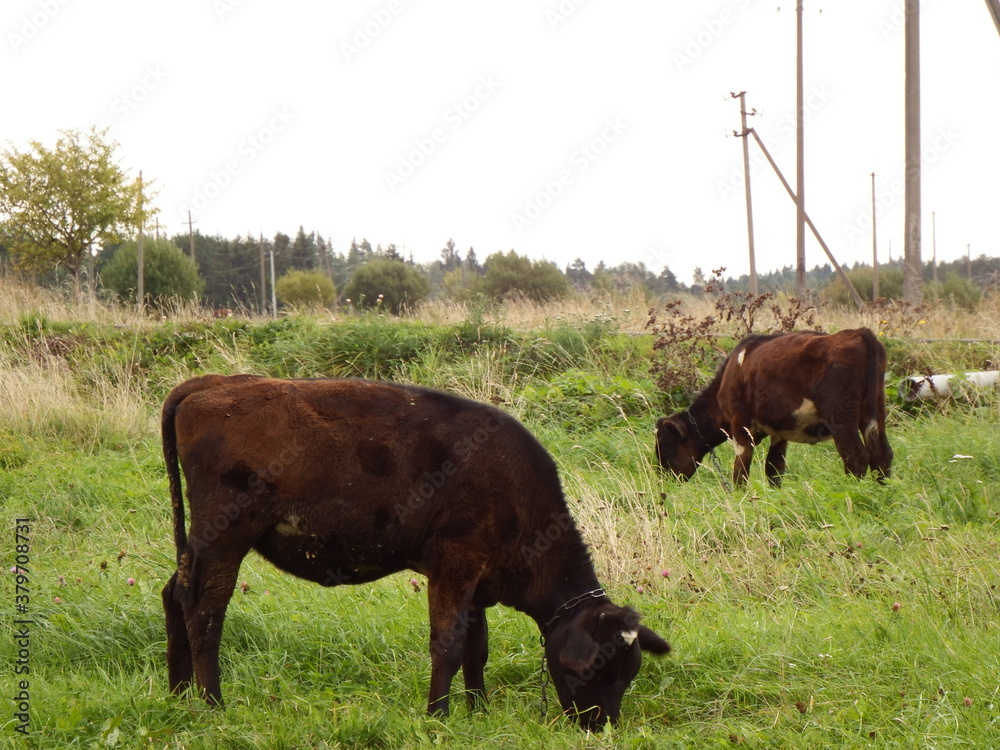 A cow grazes in a meadow in September