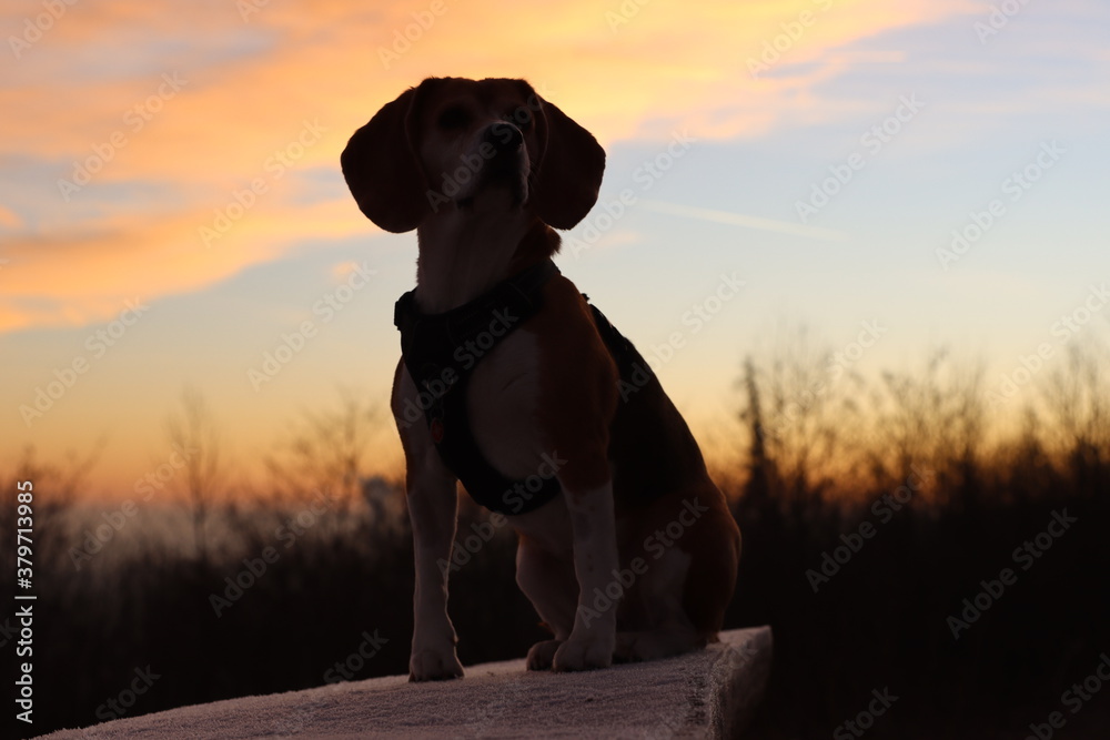 beagle

