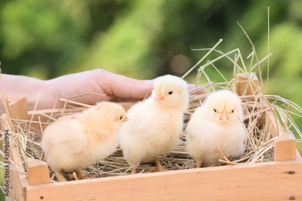 Woman holding wooden box with cute chicks outdoors