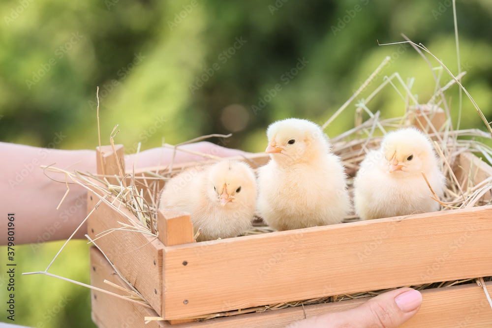 Woman holding wooden box with cute chicks outdoors