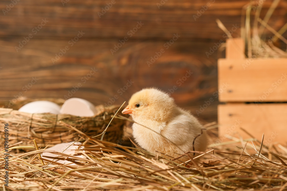 Cute little chick on the farm