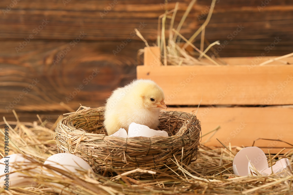 Cute little chick in nest on the farm