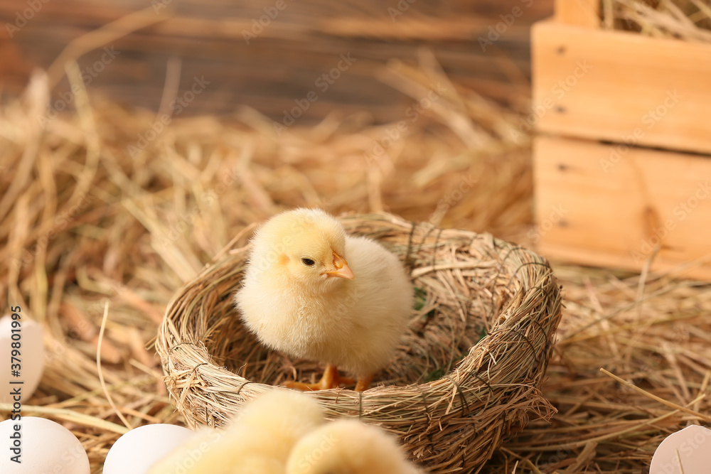 Cute little chick in nest on the farm