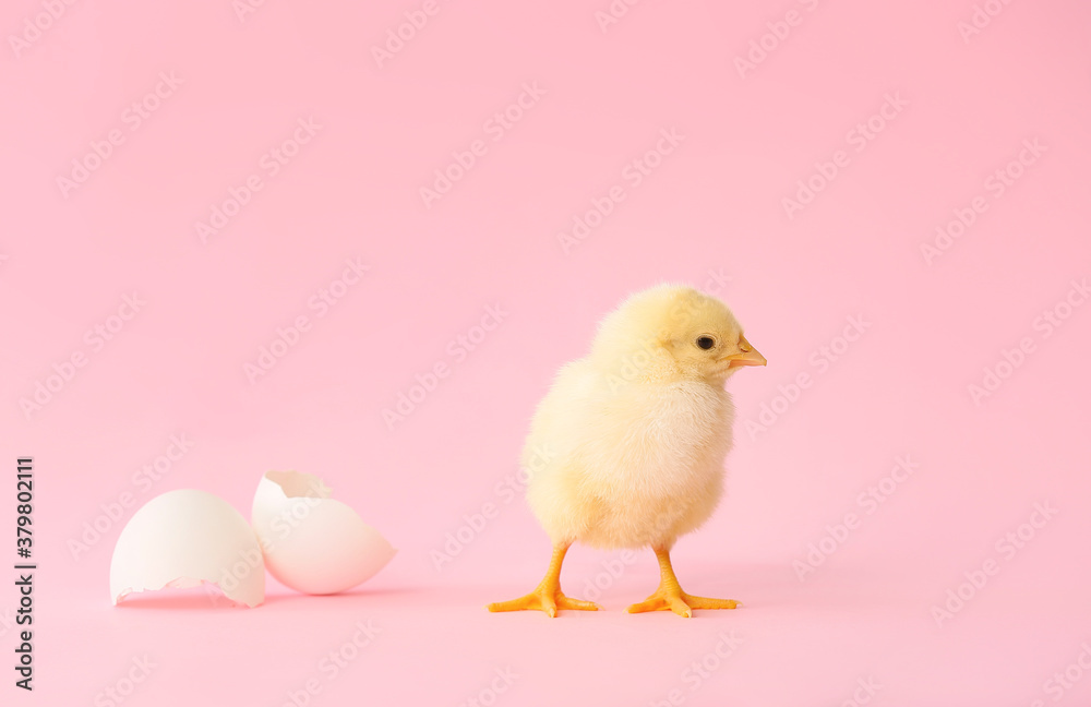 Cute hatched chick on color background