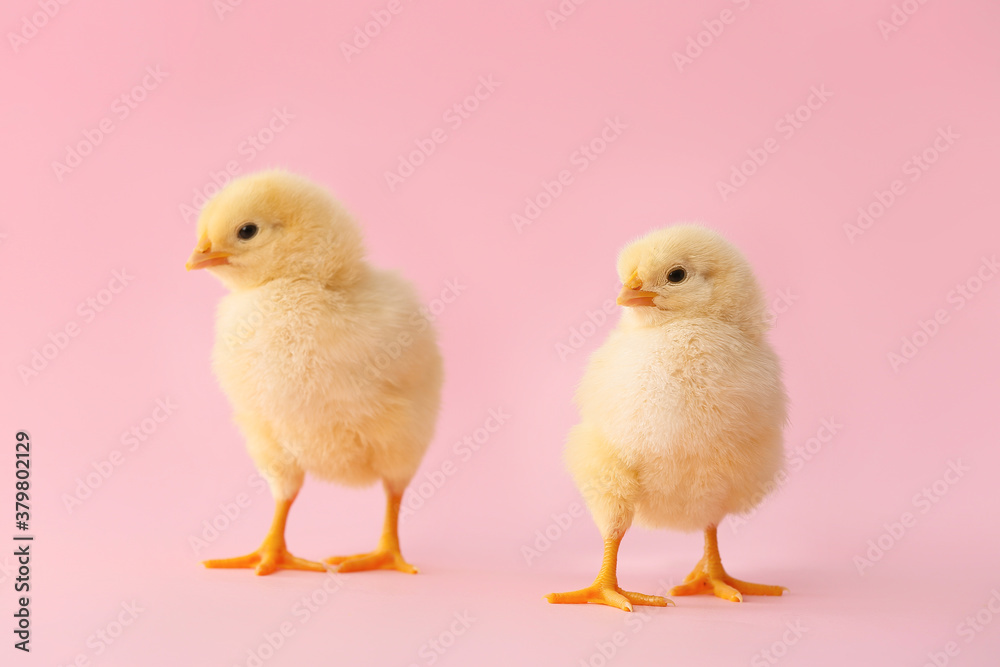 Cute little chicks on color background