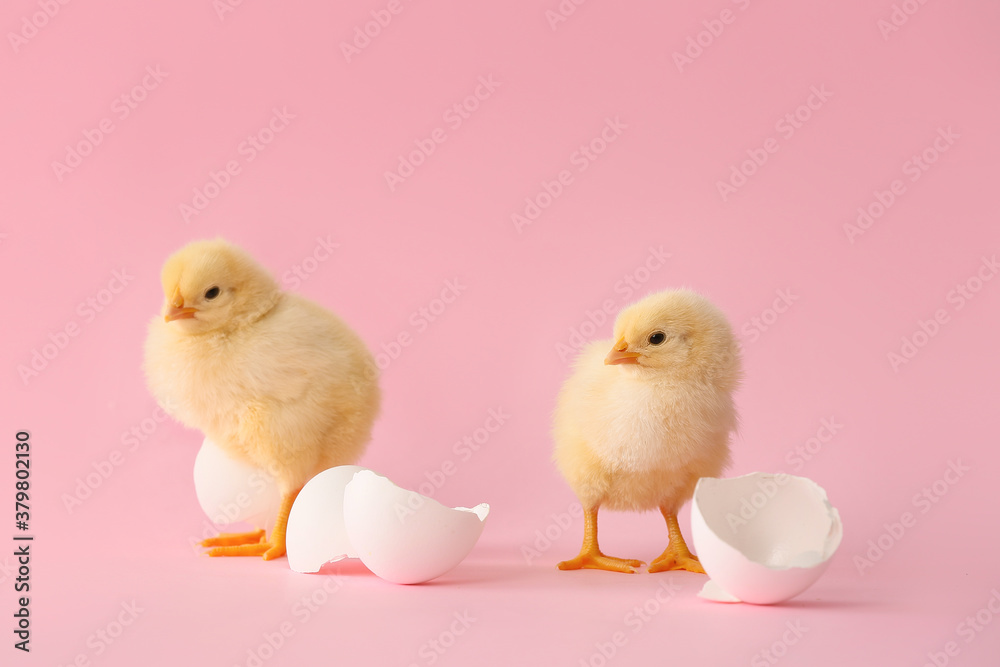 Cute hatched chicks on color background