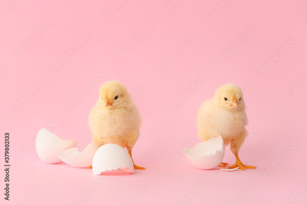 Cute hatched chicks on color background