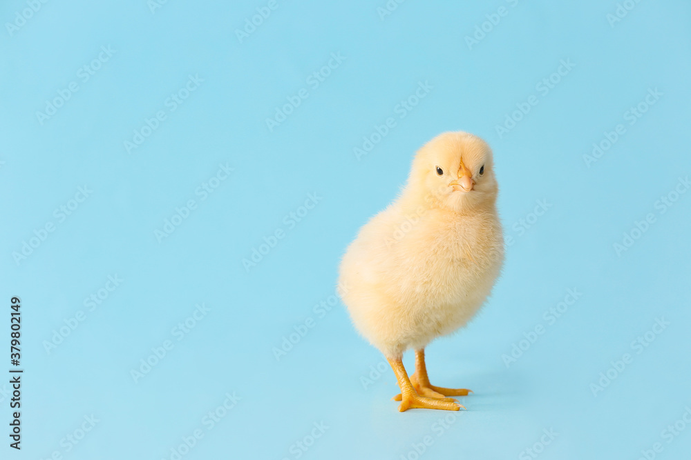 Cute little chick on color background