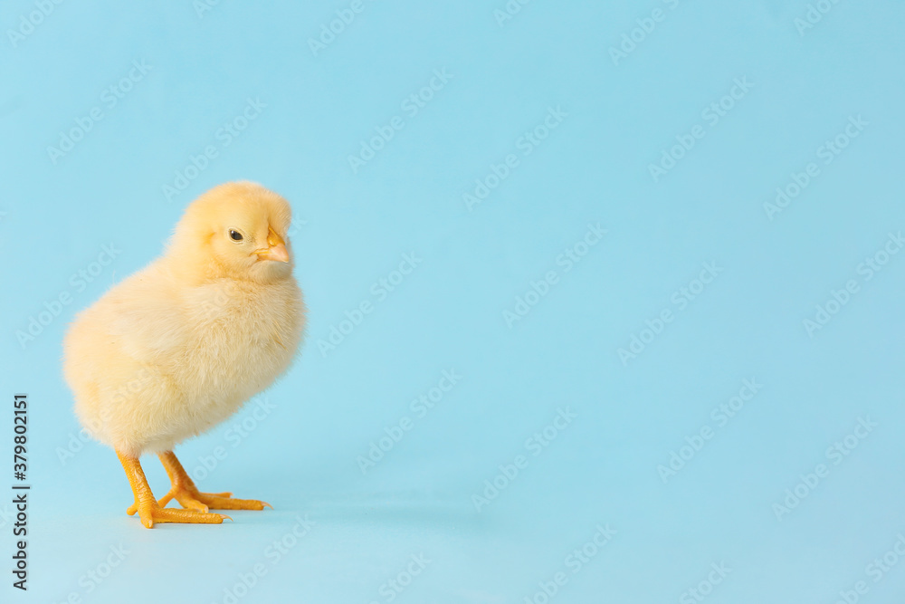 Cute little chick on color background