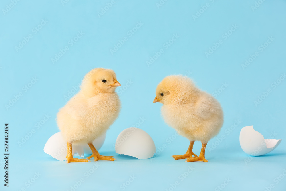 Cute hatched chicks on color background