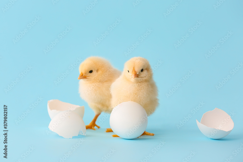 Cute hatched chicks on color background