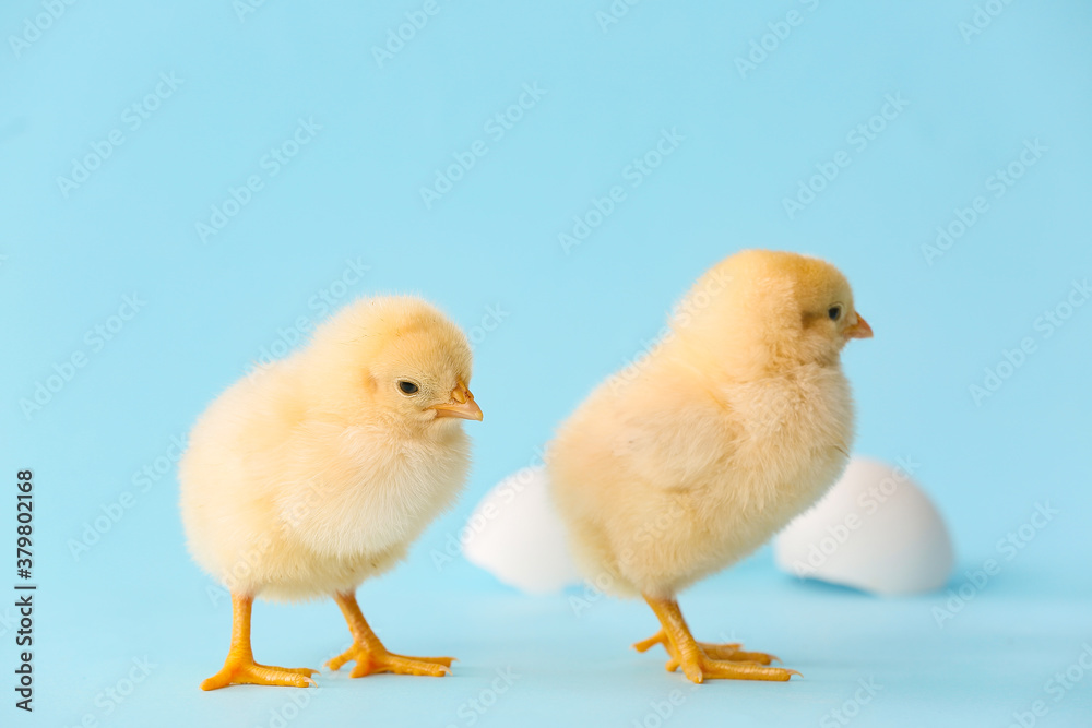 Cute hatched chicks on color background