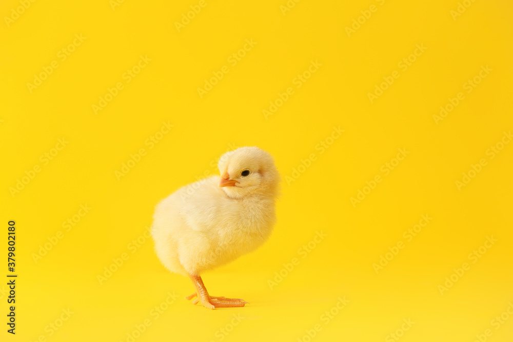 Cute little chick on color background