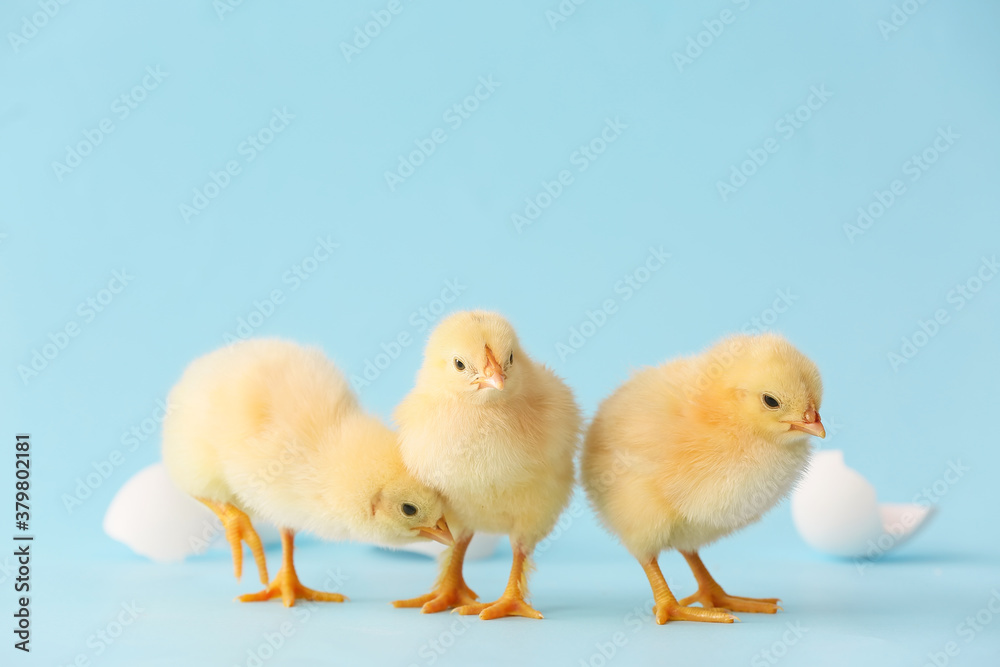 Cute hatched chicks on color background