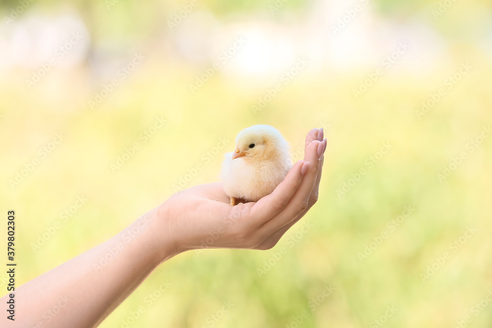 Woman with cute chick outdoors