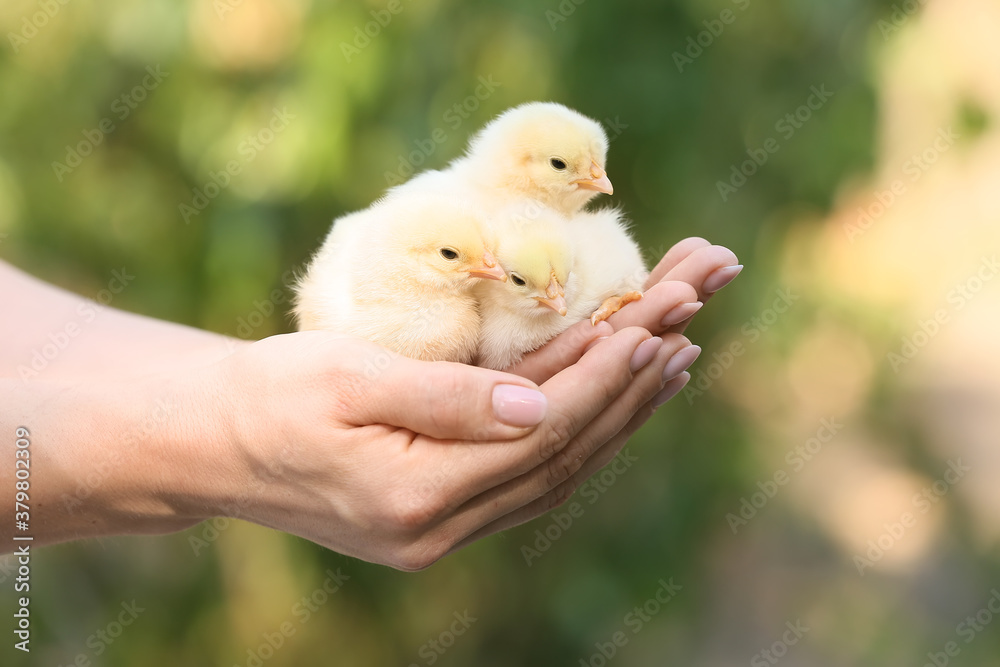 Woman with cute chicks outdoors