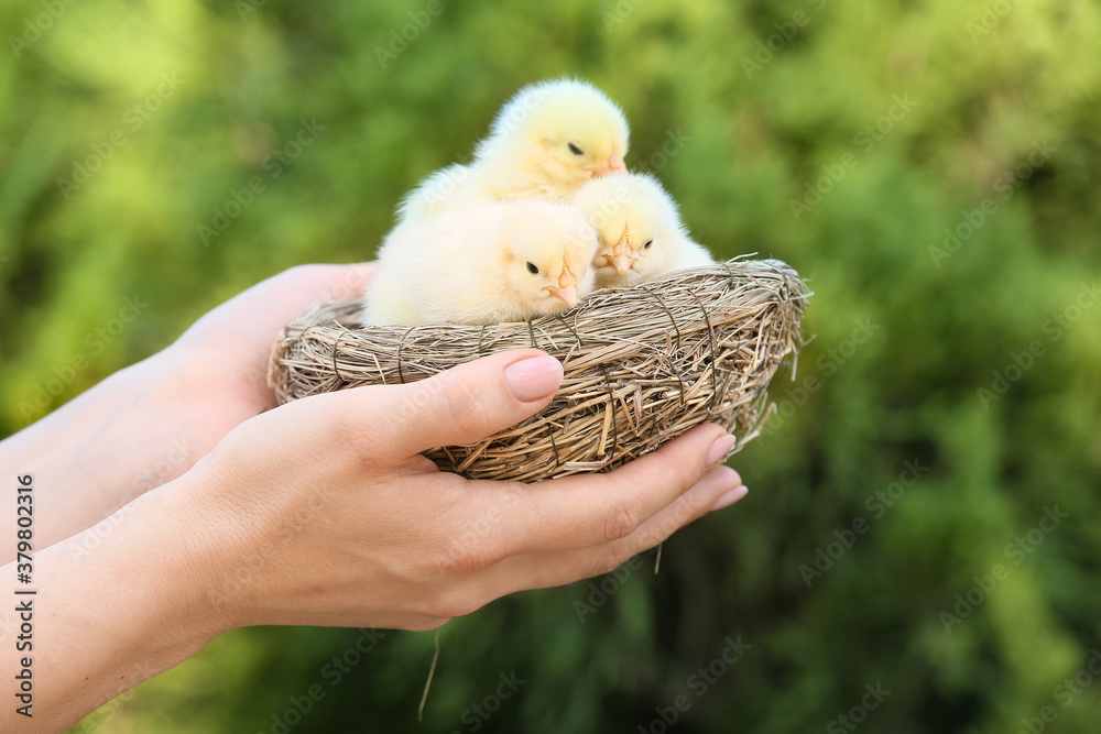 Woman holding nest with cute chicks outdoors