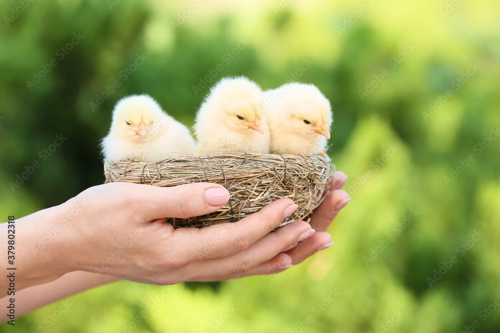 Woman holding nest with cute chicks outdoors