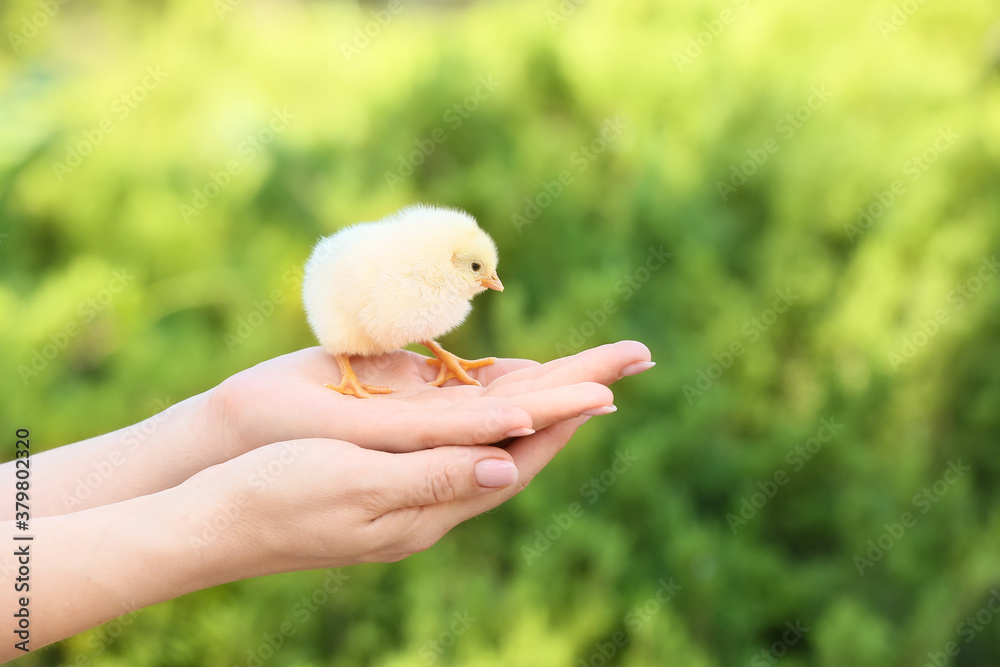 Woman with cute chick outdoors