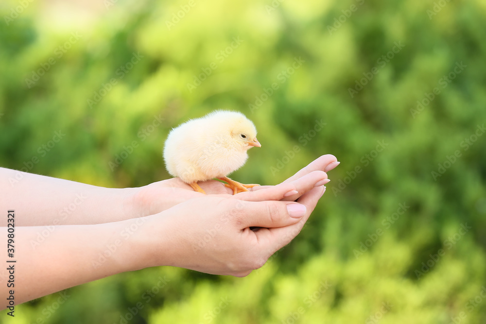 Woman with cute chick outdoors