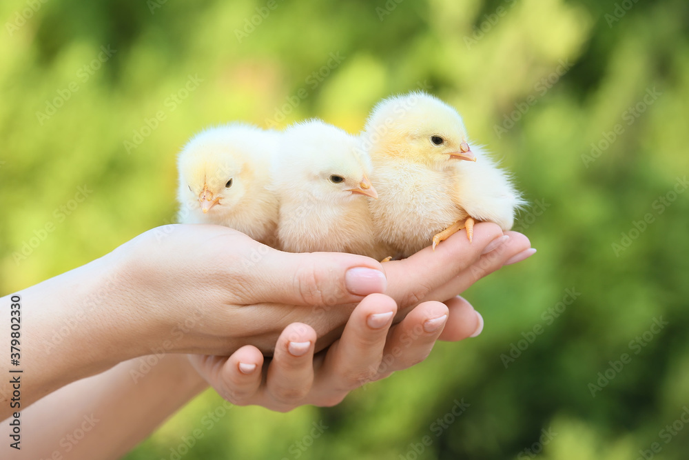 Woman with cute chicks outdoors