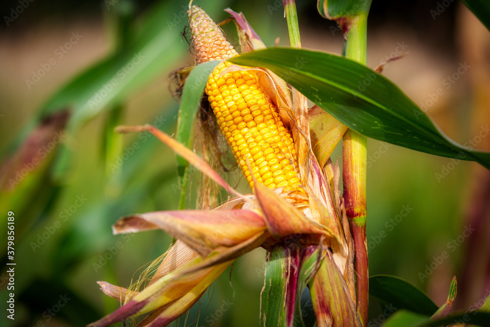 Corn on the cob in the summer field