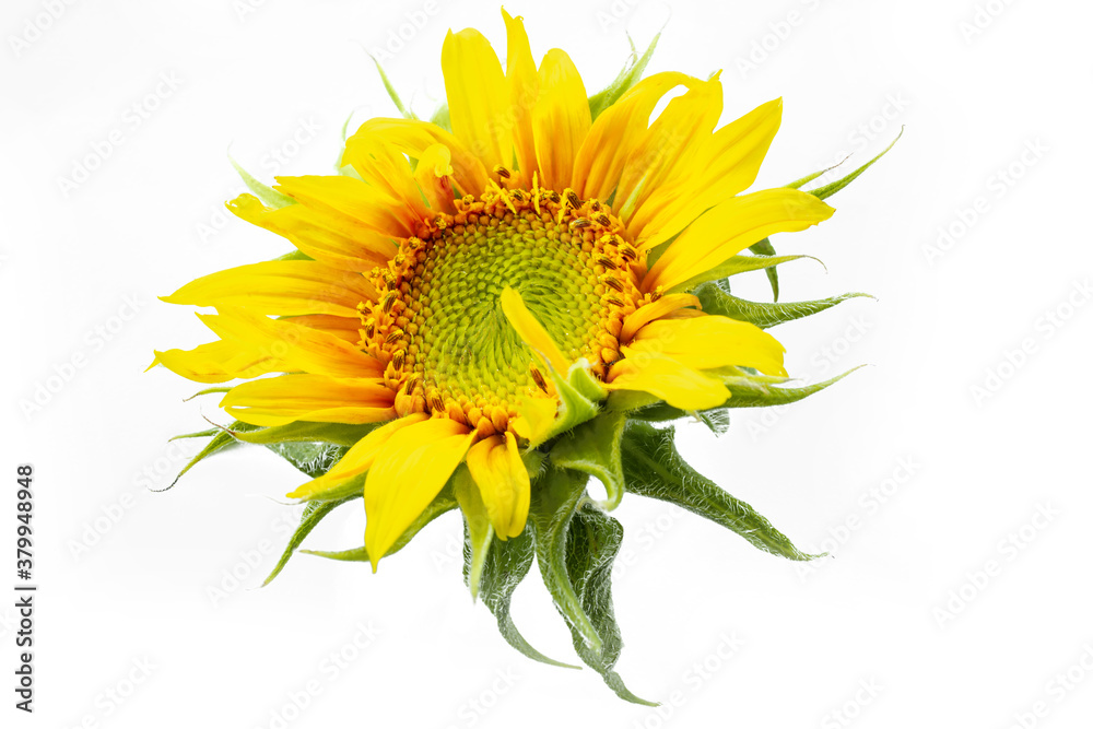 sunflower isolated on white background. Real Yellow sunflower from nature. a tall North American pla