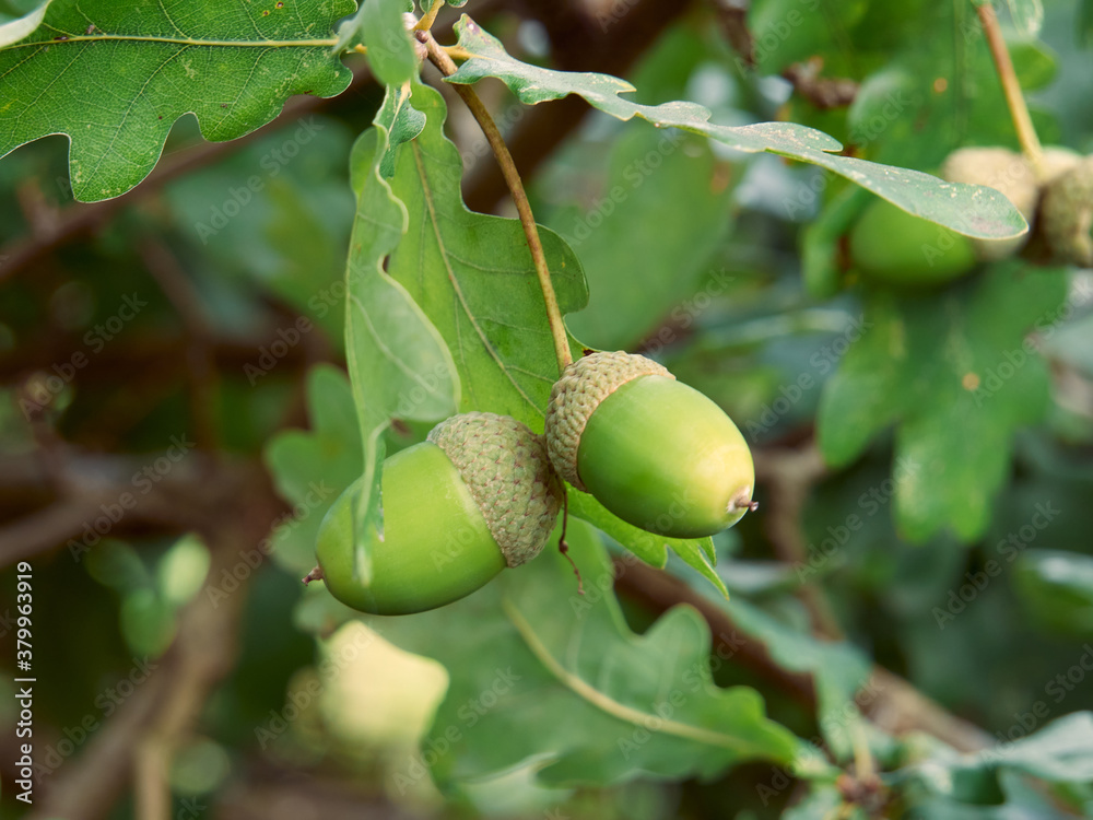 Green-yellow acorn growing between oak leaves. It heralds the coming golden autumn