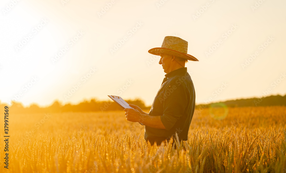 Gold wheat field before harvesting. Blue sky above. Sunset above yellow wheat ears field. Closeup.