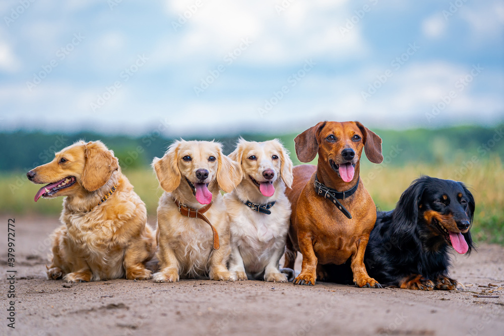 Cheerful and cute group of small breed dogs on nature background. Domestic animals.