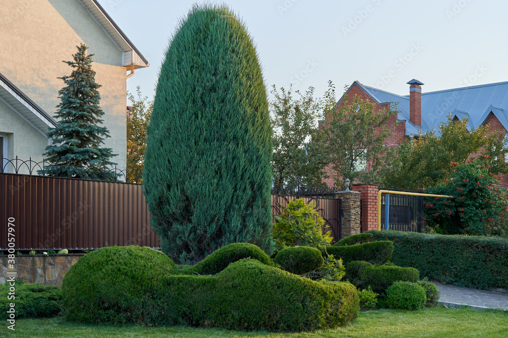 High rocky juniper trimmed in an oval shape next to the house