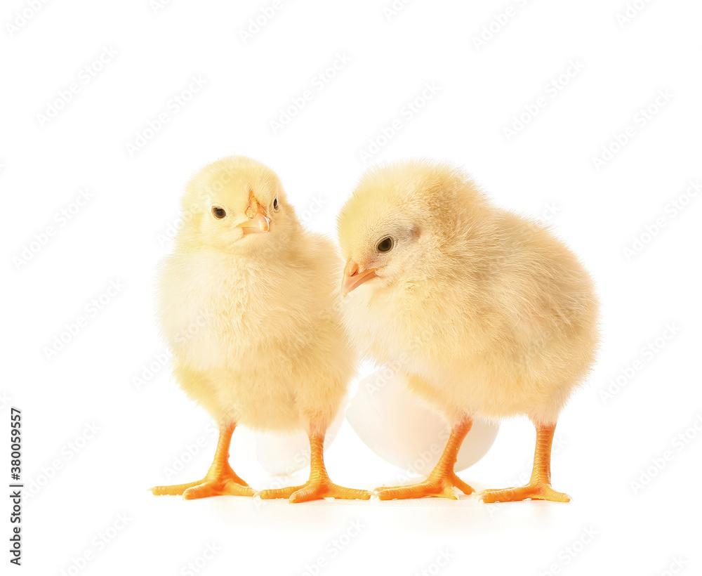 Cute hatched chicks on white background