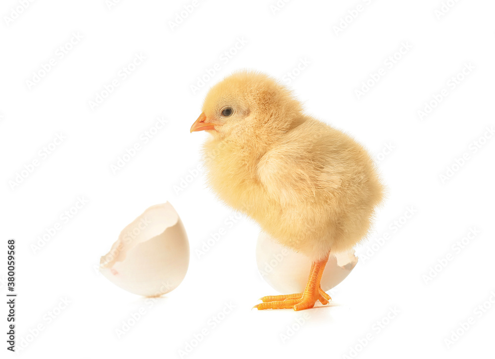 Cute hatched chick on white background